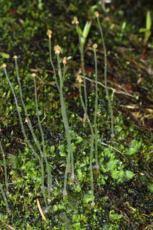 Pellia neesiana